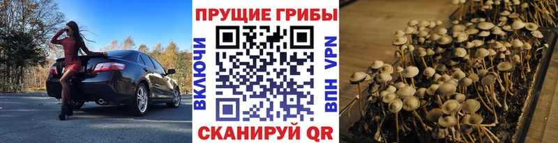 Псилоцибиновые грибы Psilocybe  Валдай 